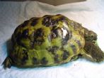 Another view of tort after surgical treatment from being chewed by a dog - click to enlarge
