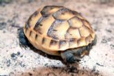 Twisted foot in Ibera hatchling - click to enlarge