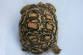 Abnormal scutes - This tortoise was hatched in an airing cupboard - click to enlarge