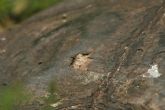 Shell rot in a wild Galapagos tortoise - click to enlarge