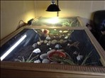 Donna's Tortoise Table with a basking D3 lamp and an additional  UVB tube - click to enlarge
