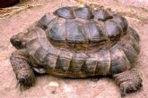 Metabolic bone disease - This tortoise has since died due to numerous internal problems - click to enlarge