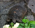 Adult Male Spur-Thighed Tortoise (Ibera)