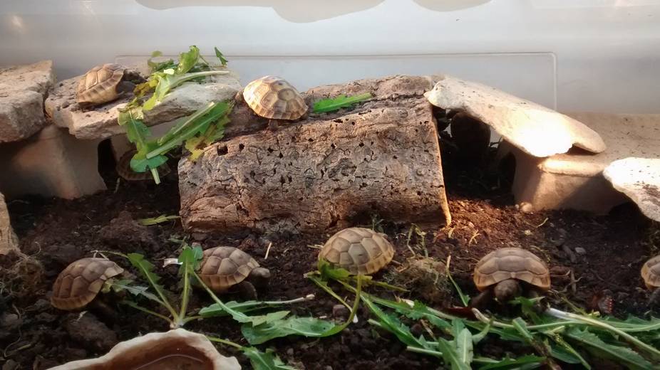 Genuine UK Captive Bred Tortoises for Sale Tortoise Protection Group