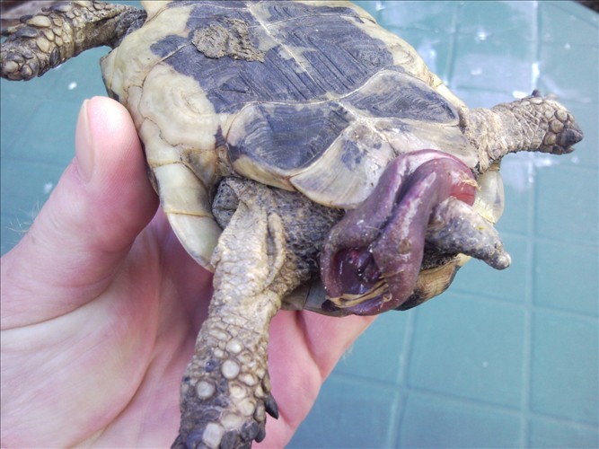 Picture Of A Male African Spur Tortoises Penis 96