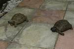 Guiseppes (left) playing hard to get on Speedys first date in over 25 years