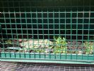 Outside pen for newly hatched
Aug 2008