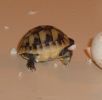 tummy tucks are not a new thing. Newborn just hatched 2007