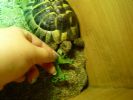 The Tort I found