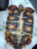 Typical Cherryhead Plastron.. As you can see its very dark, This is Bob.