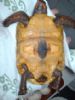 Typical Redfoot plastron, Its pale yellow, This is Rita, As you can see her plastron is even bumpy!