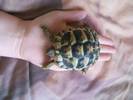 Ishi in my hand