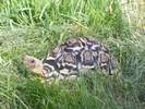 Squirt The Leopard