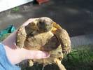 Squirt having a pee on me 0_o