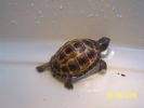 Conker bath