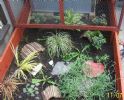 peanut & Walnuts enclosure taken july.