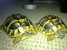 Yeah pals - Munster & Tuga