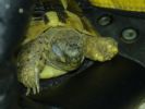 Tuga having a nap