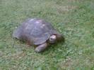 mr.tortimus