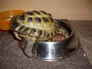 Shelly