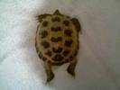 Squirt