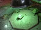 Tortoises enjoying the heat