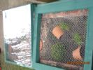 Hiro and Socks Outdoor Enclosure 2009.
Constructed of bricks with wire mesh sunk beneath. Half the area has been filled with rounded pebbles, the other half with soil and sand. The pebbled area has a perspex lid fitted at a gradient to act as a warmer coldframe type setup and to allow rainfall to run off but not into the enclosure. The soil end has a lid made from chicken wire for security.