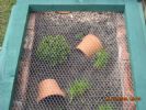 This end has been planted up with a hebe, some clumps of timothy grass and some pansy plants.