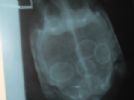 XRay shows 4 eggs. u can also see her chip Right hand side looks like a grain of rice