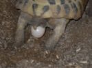Laying first of the eggs