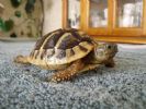 Twist - 2 YO -  Testudo hermanni Boettgeri