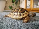 Oscar - 3 YO - Testudo hermanni hercegovinensis probably Female(!)