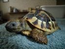 Rocky - 3 YO - Testudo hermanni Boettgeri possibly Male