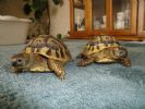 Gracie and Tank - 3 YO - Female Testudo hermanni hercegovinensis