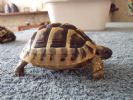 Bindi - 3 YO - Female Testudo hermanni hercegovinensis