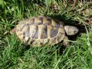 Earl - 3 YO Male Testudo hermanni Boettgeri