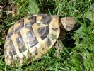 Floyd - 4 YO Male Testudo hermanni Boettgeri