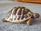Buster - 3 YO - Male Testudo hermanni hercegovinensis