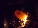 One of Mollys eggs at 14 days. The dark spot is the egg 
