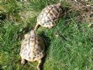 Daisy and Bella