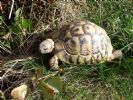 Daisy - Female Testudo hermanni hercegovinensis - 7 YO