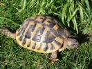Bella - Female Testudo hermanni Boettgeri - 7 YO