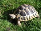 Molly - Female Testudo hermanni hercegovinensis - 7 YO(?)