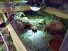 Indoor setup for sub adult Hermanns 6'x5'