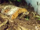 Ornate Box Turtle