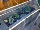 her outdoor enclosure, bed department on the left