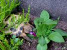 enjoying a petunia