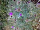 scottish thistle young leaves only and watch the prickles around the eyes