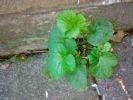 geum we think, high in summat so not advised as food