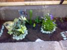 hebe and campanula, nice to have my russian doesnt touch